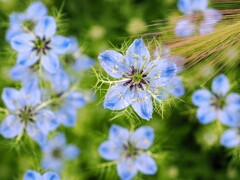 小さな花火