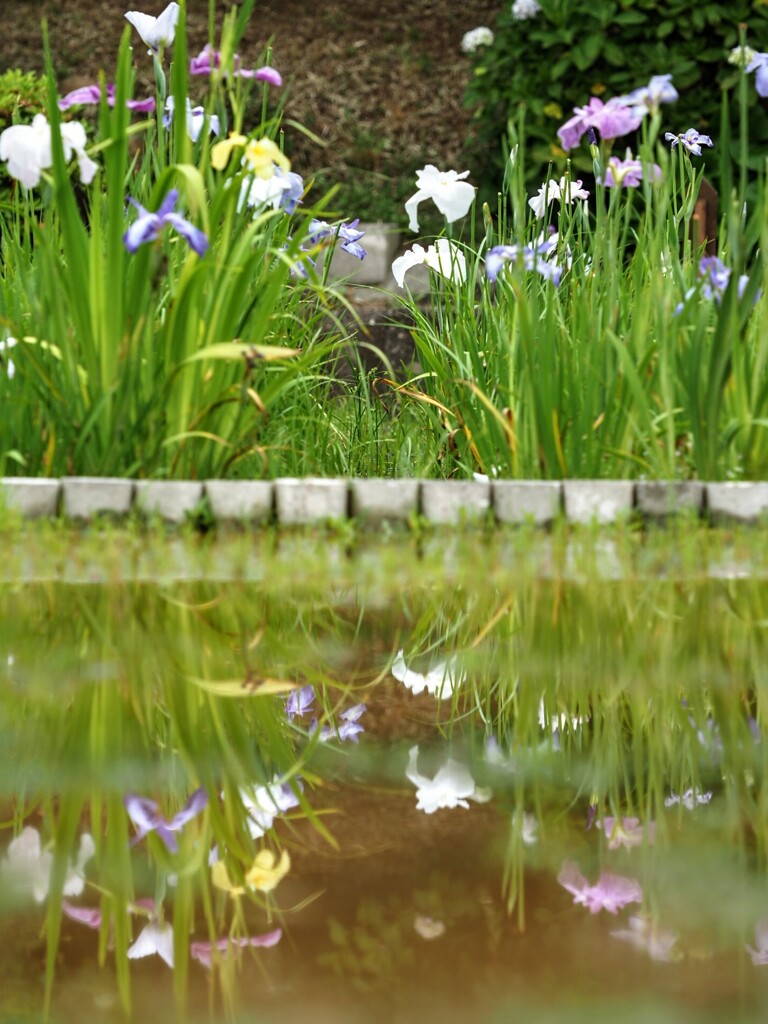 水面も鮮やか