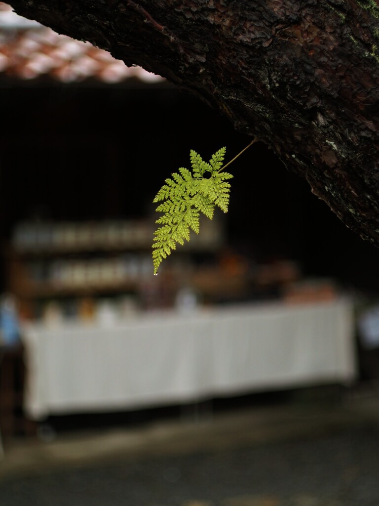 雨上がりの朝