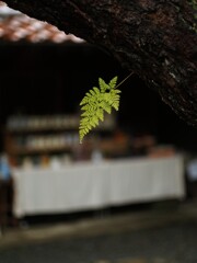雨上がりの朝