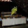 雨上がりの朝