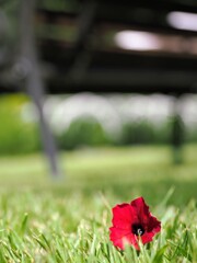 夏