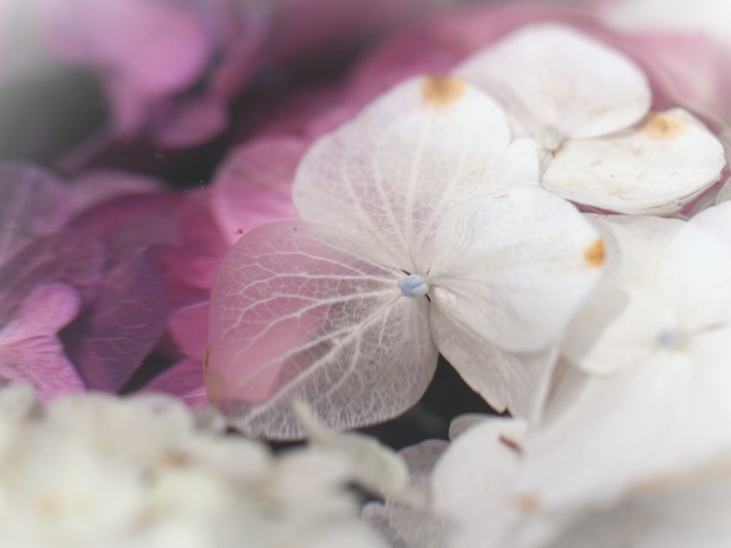 花手水