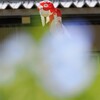 ネモフィラの上を泳ぐ