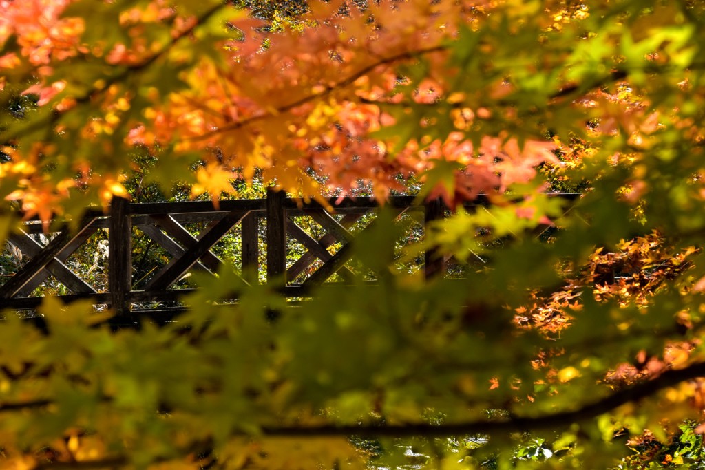 静かな山の紅葉