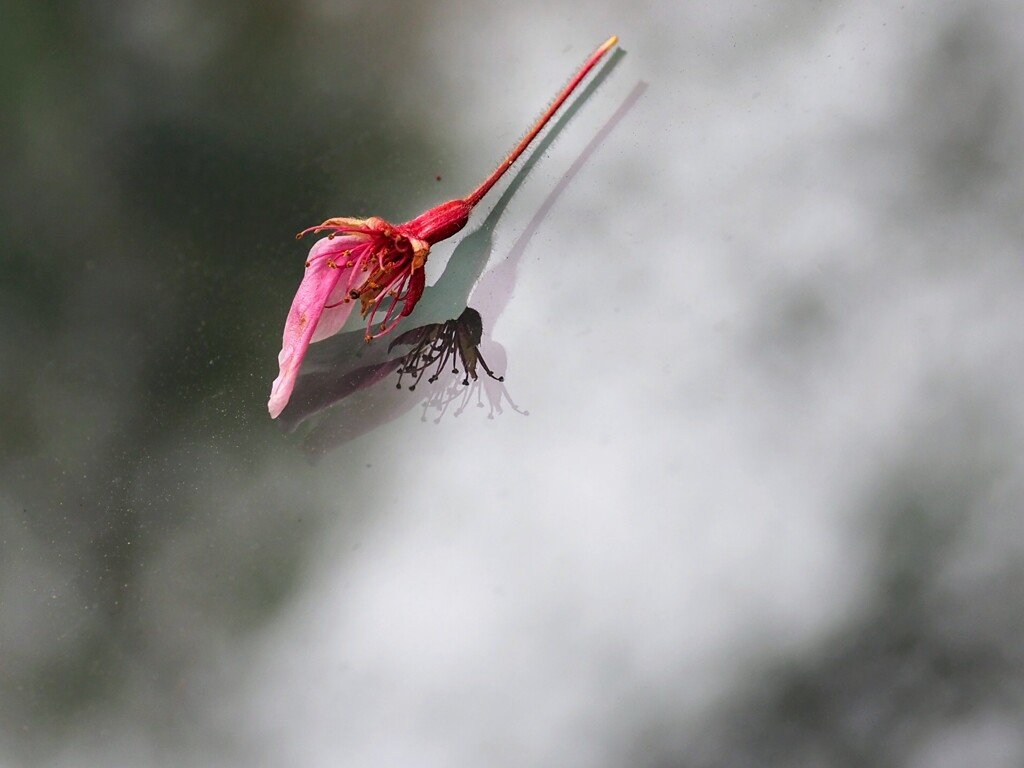 フロントガラスに桜散る