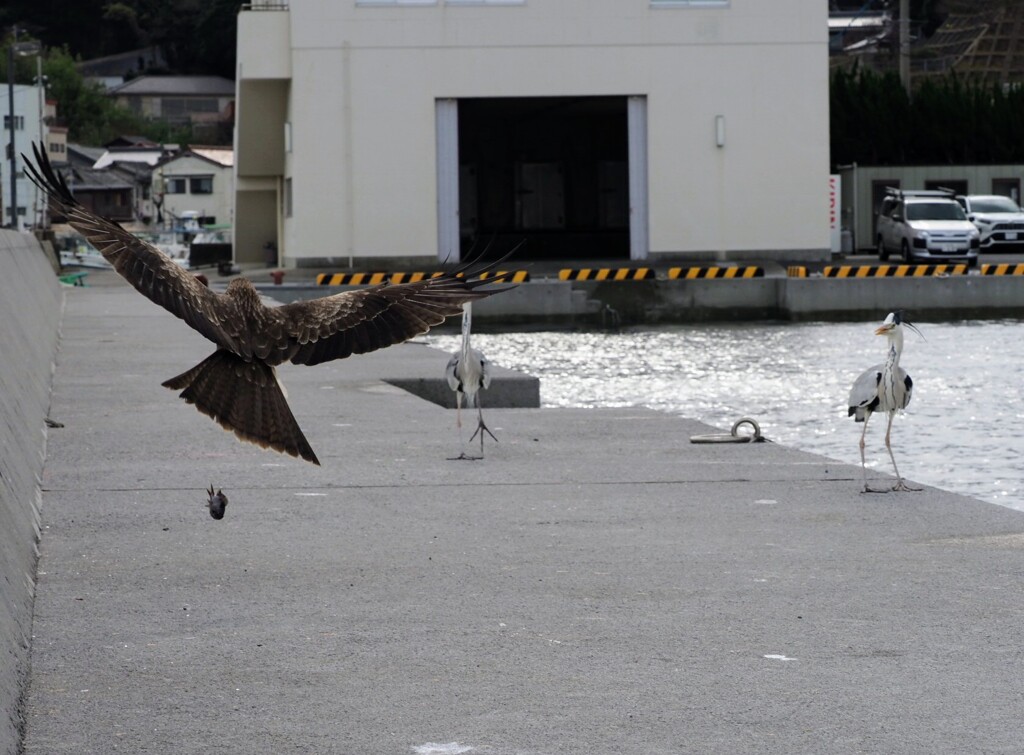 あっお魚、落とした２