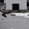 あっお魚、落とした２