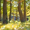 イチョウの葉が積もる