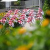 夏も終わります