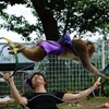 猿芸