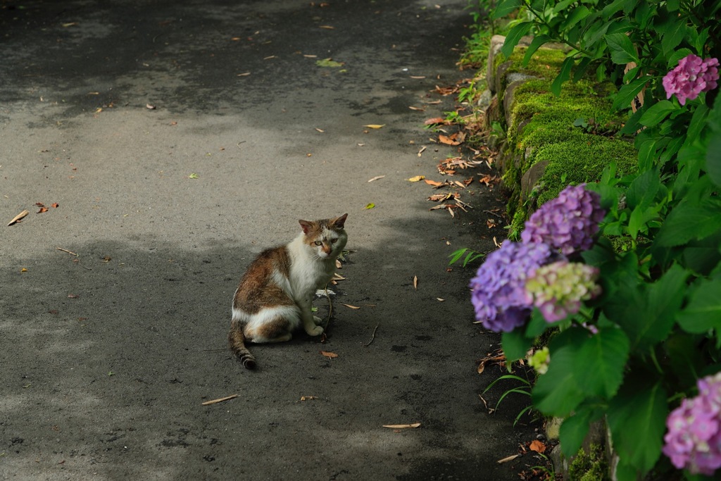 猫の地元