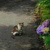 猫の地元
