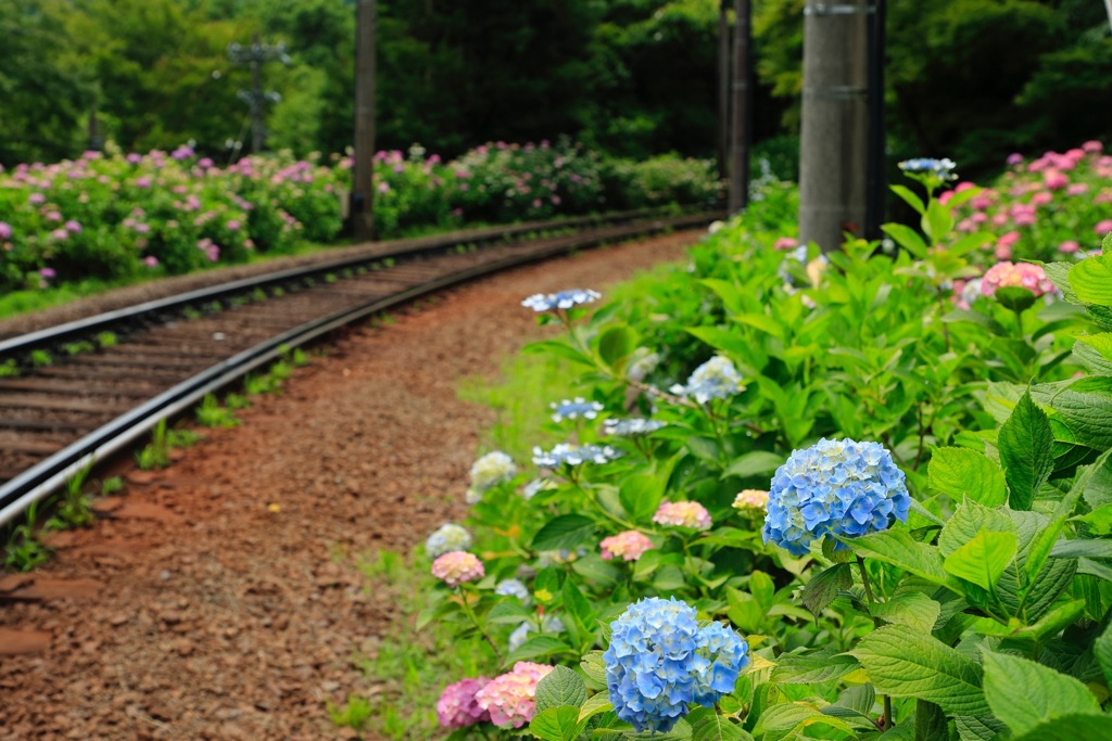 花路線