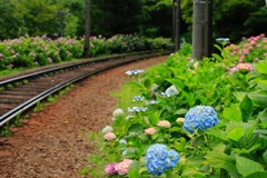 花路線