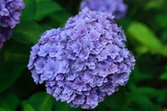 紫陽花2017