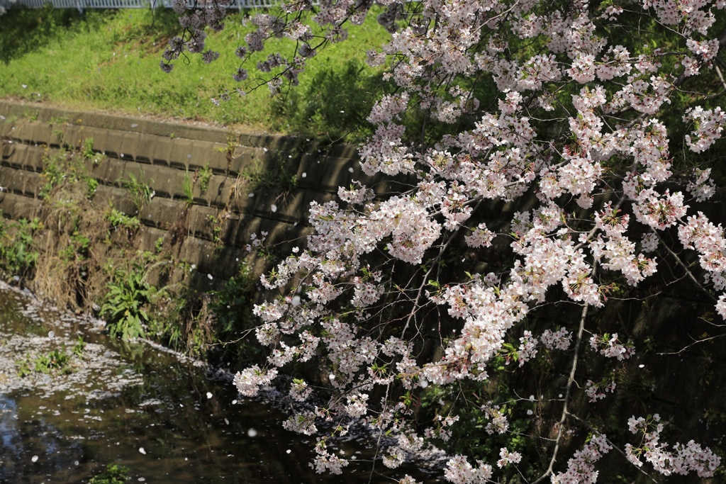 桜舞う