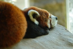 レッサーパンダ