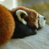 レッサーパンダ