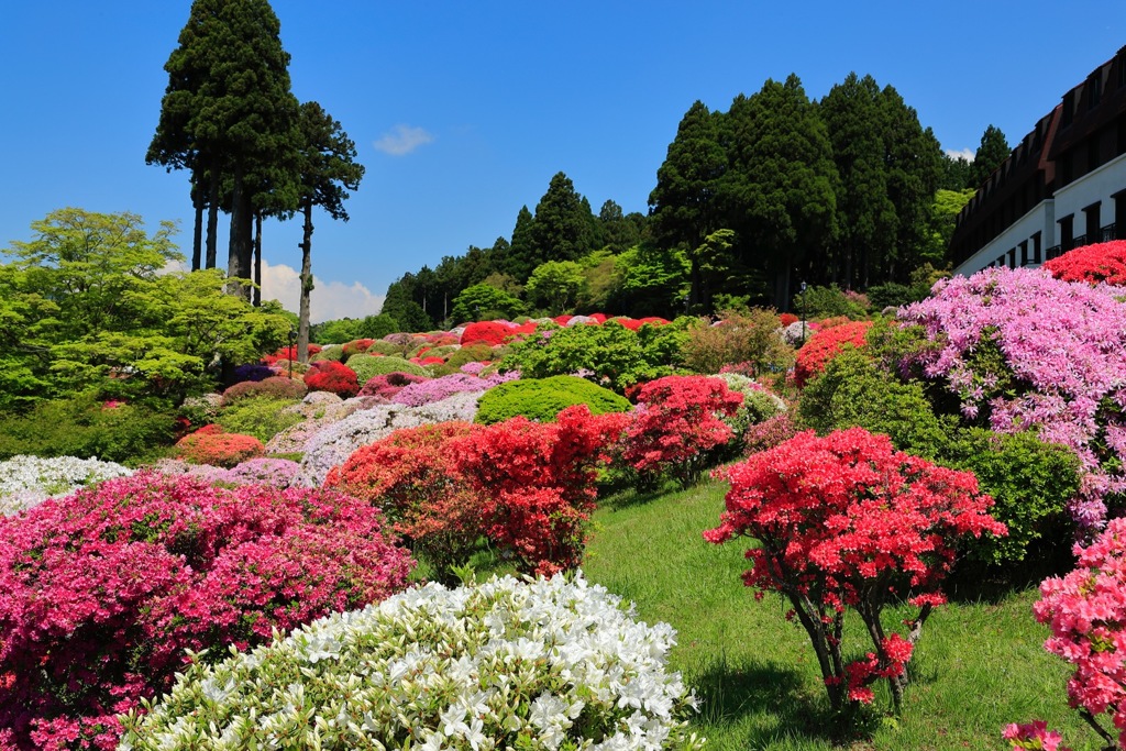 箱根ツツジ