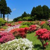 箱根ツツジ