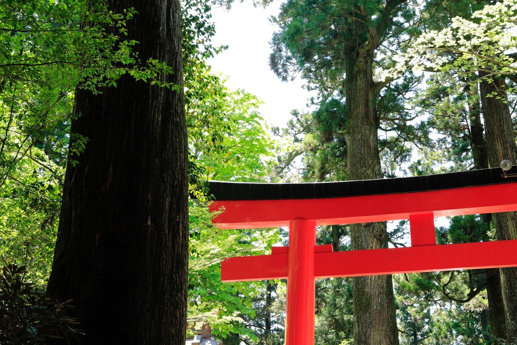 鳥居を過ぎた世界