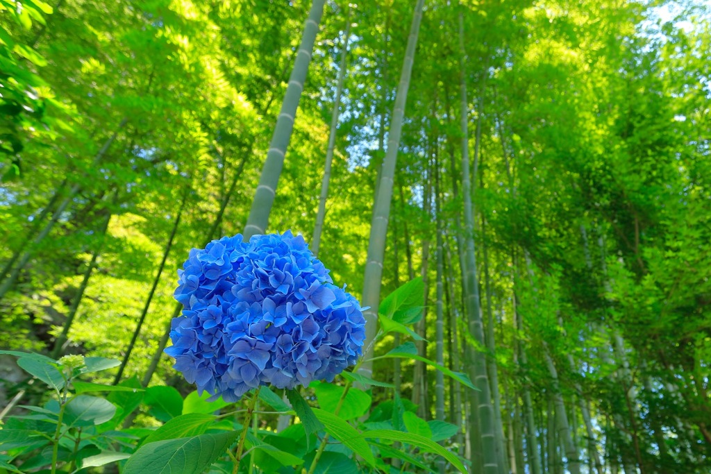 梅雨の花火