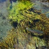 天然水