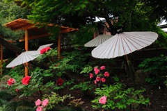 鎌倉 ぼたん園