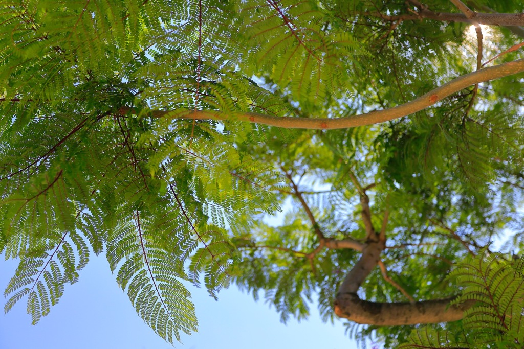 夏の緑