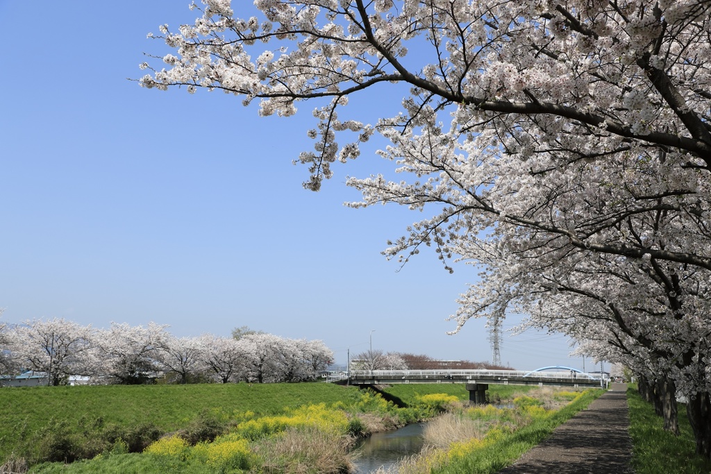 桜と菜の花