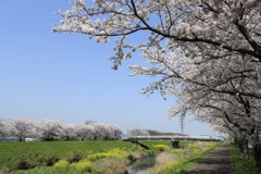 桜と菜の花