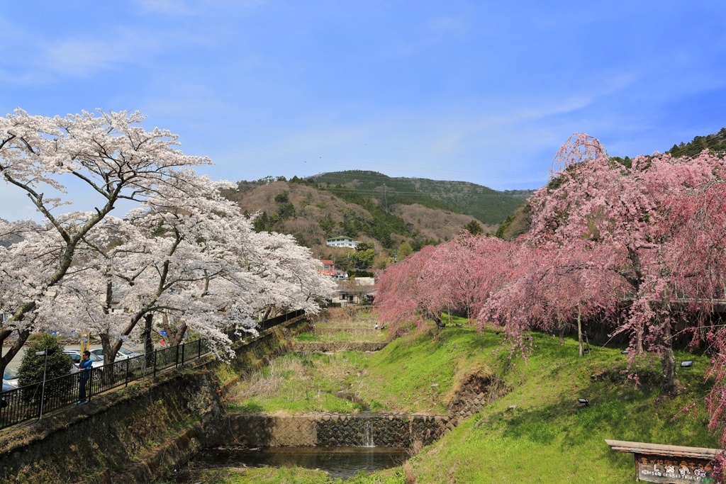 まだまだ桜