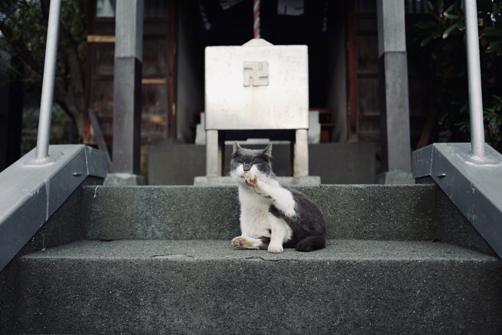 江の島の看板猫