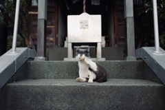 江の島の看板猫