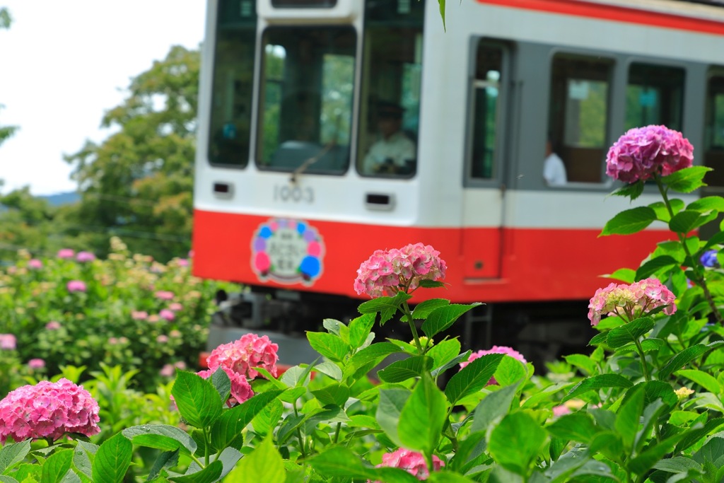 紫陽花電車