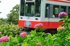 紫陽花電車