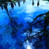 水面の樹木