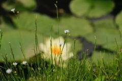 小さいお花
