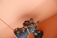 巣立ちに向けて