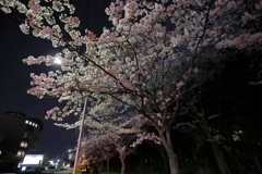 夜の表情