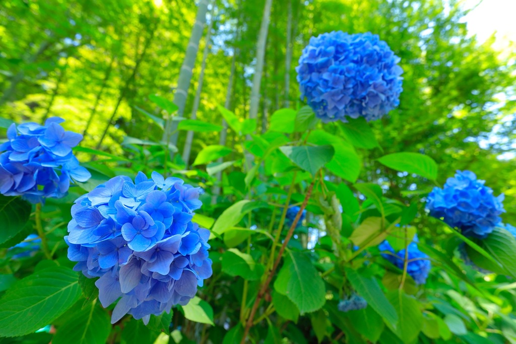 明月院・紫陽花