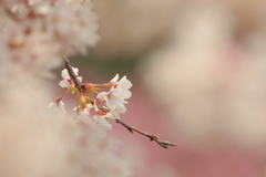 桜⑤