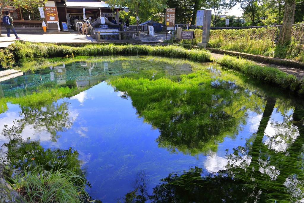 水中の木