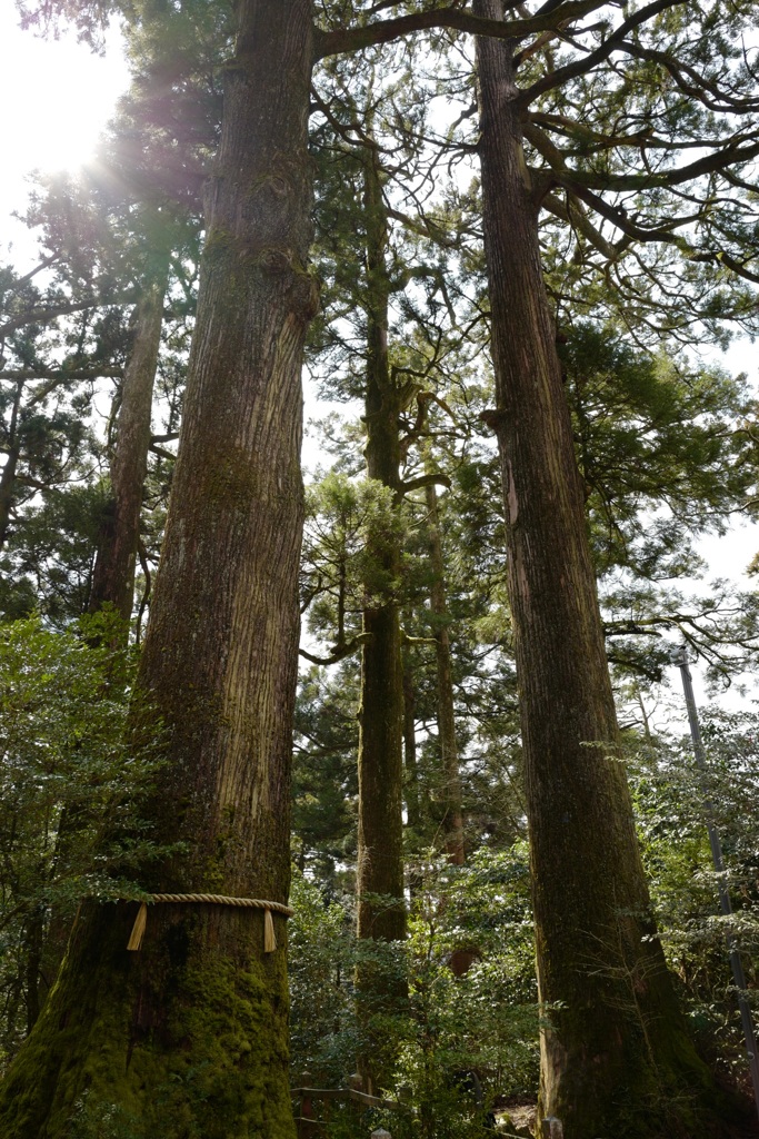 宿る木