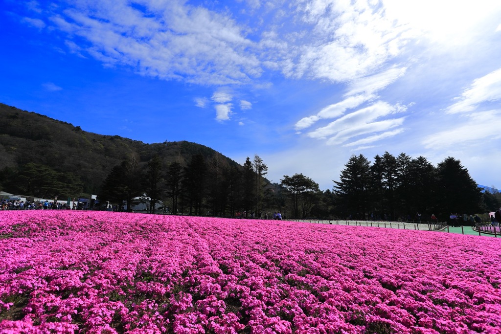 芝桜の絨毯
