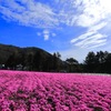 芝桜の絨毯