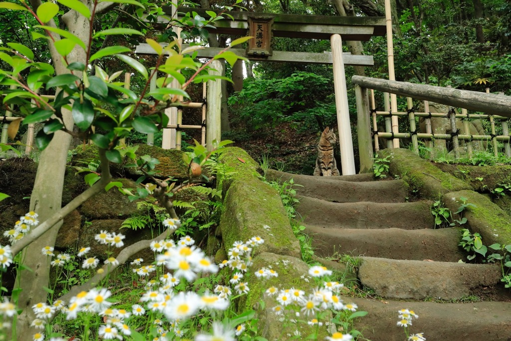 招き猫