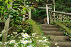 招き猫