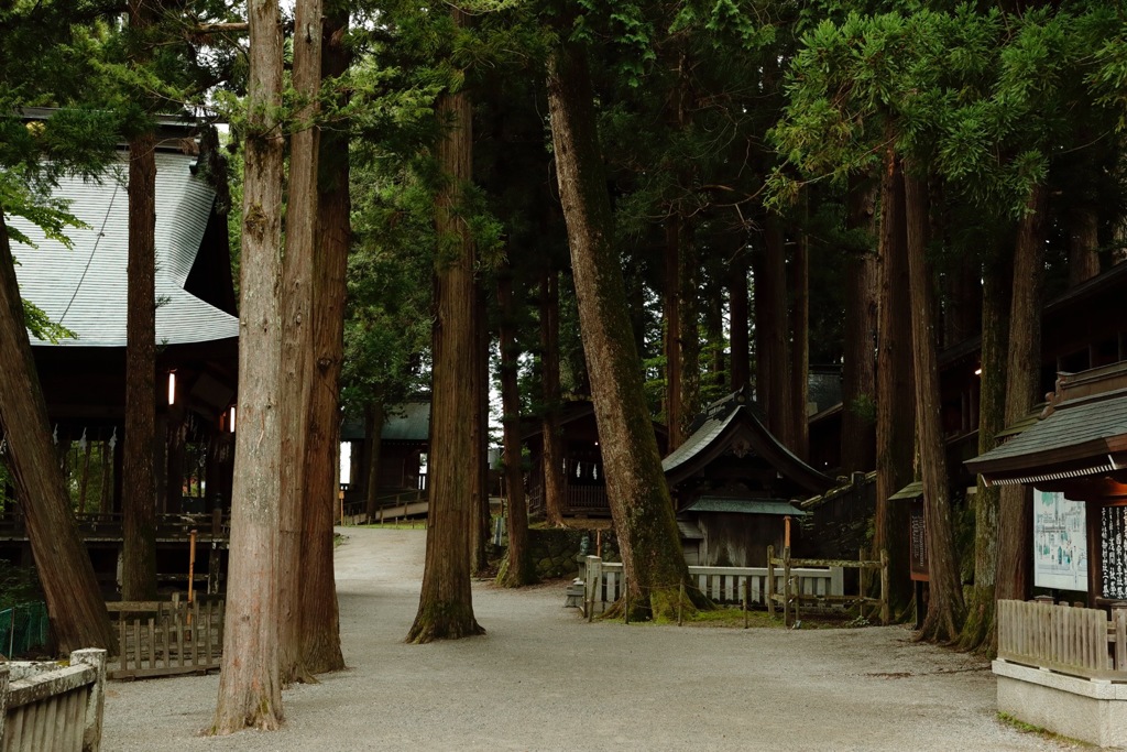 樹齢